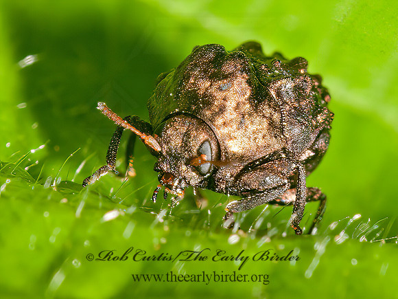 Neochlamisus  WARTY LEAF BEETLE 3013347z