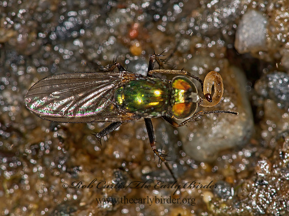 Dolichopus xanthocnemus, albiciliatus or setifer 9003403 z