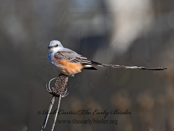 Tyrannus forficatus SCISSOR-TAILED FLYCATCHER 9091830z