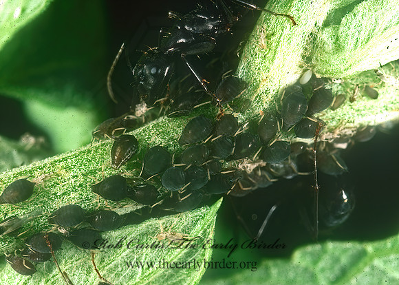 Aphis 1110520z