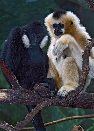 Hylobates concolor leucogenys  WHITE-CHEEKED GIBBON 5017243 z