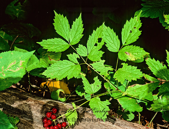 Actaea rubra  RED BANEBERRY 1275620z