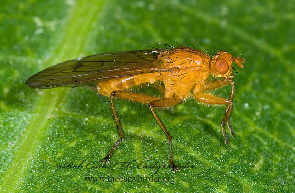 Scathophaga reses  DUNG FLY 7009301z