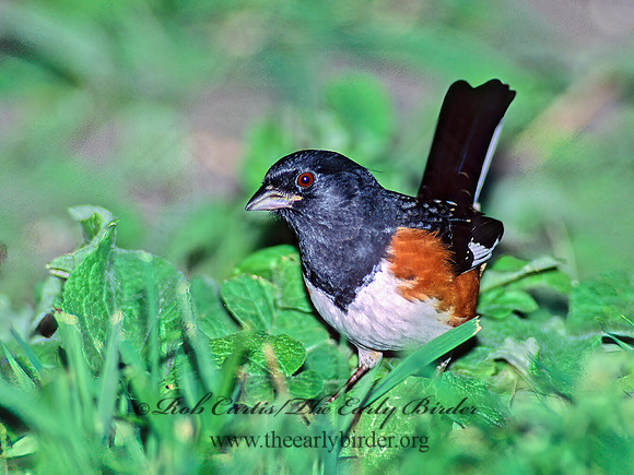 Pipilo erythrophthalmus  EASTERN TOWHEE 81117z