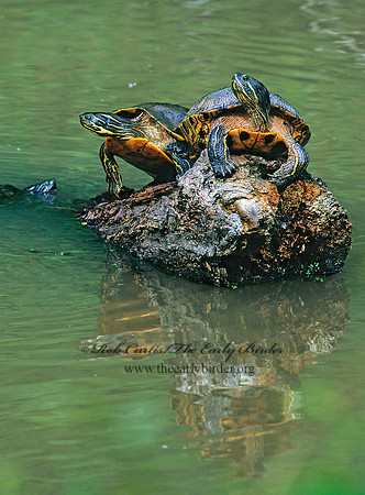 Trachemys scripta elegans  RED EARED SLIDER  172219z