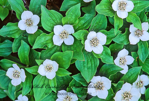 Cornus canadensis  BUNCHBERRY DOGWOOD 243201z