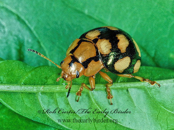 Platyphora decorata  CHRYSOMELINAE LEAF BEETLE 203230z