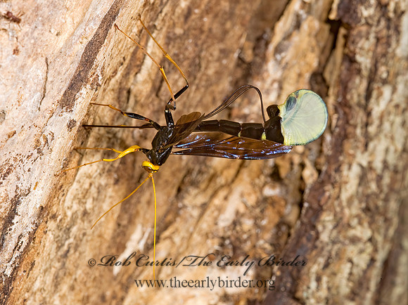 Megarhyssa atrata 8006160 Fz
