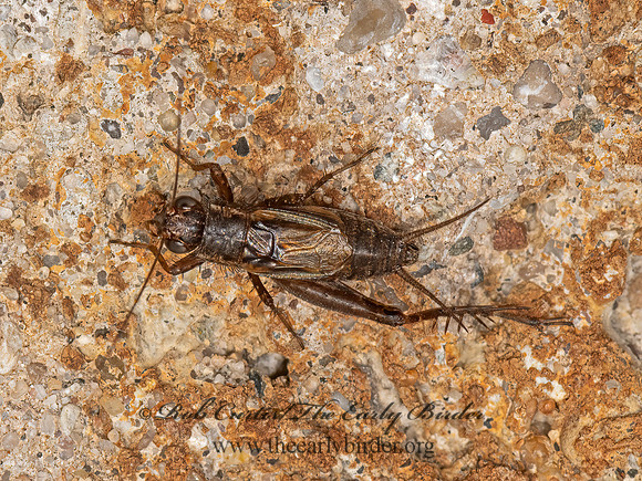 Allonemobius GROUND CRICKET  3026224z