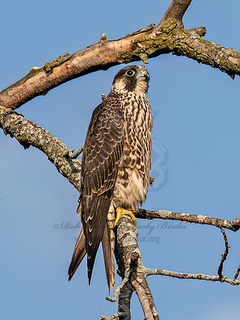 Falco peregrinus PEREGRINE FALCON 9091175z