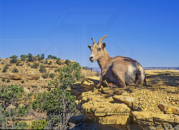 Ovis canadensis  BIGHORN SHEEP 121301z