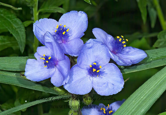 Tradescantia virginiana  VIRGINIA SPIDERWORT 4002425z