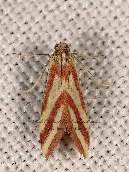 Microtheoris vibicalis  WHIP-MARKED SNOUT NOTH 3035366z