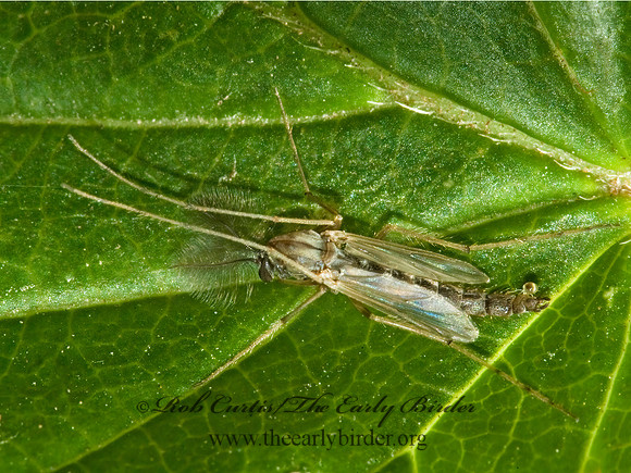 Chironomus  NON-BITING MIDGE 5011906z