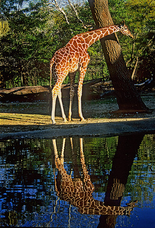 Giraffa camelopardalis rothschildii  ROTHCHILD'S GIRAFFE 293934z