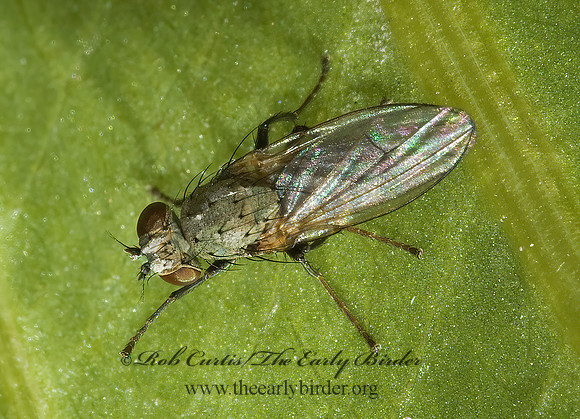 Notiphila  SHORE FLY 5000671z