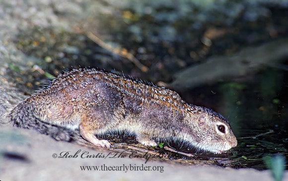Ictidomys parvidens  RIO GRANDE GROUND SQUIRREL 91208z