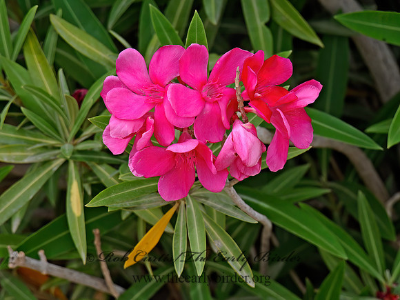 Nerium oleander  OLEANDER 3016488z