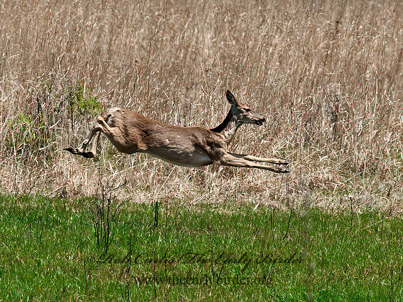 Odocoileus virginianus  WHITE-TAILED DEER  8032745z