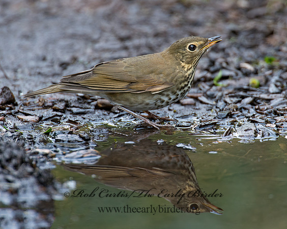 Catharus ustulatus  SWAINSON'S THRUSH 9004549z