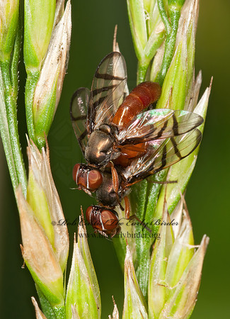 Rivellia quadrifasciata  SOYBEAN NODULE FLY~  3015450z