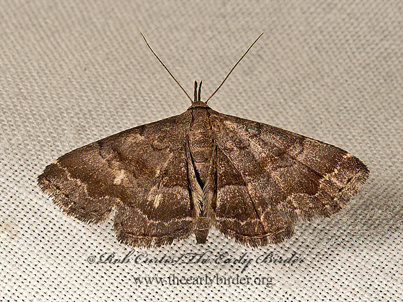 Phalaenostola larentioides  BLACK-BANDED OWLET 9047851z