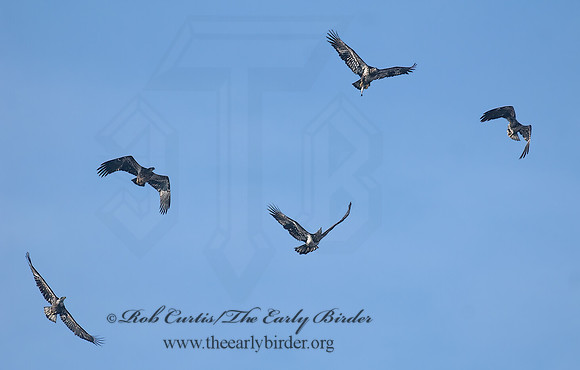 Haliaeetus leucocephalus  BALD EAGLE 7013971z