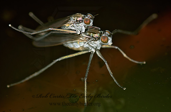 Hydrophorus  LONGLEGGED FLY 9024410z