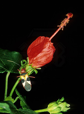 Dysdercus concinnus 69813z