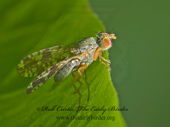 Neotephritis finalis FRUIT FLY 7009119z