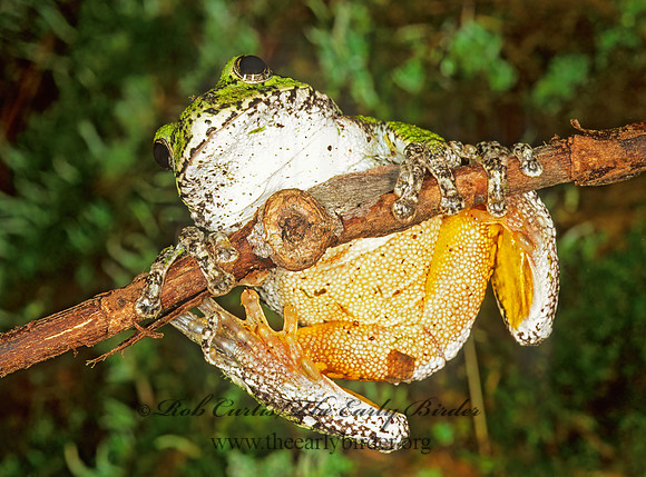Dryphytes versicolor  GRAY TREEFROG 208308 z