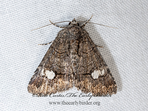 Heteranassa mima  OMOPTERINI OWLET MOTH 3039383