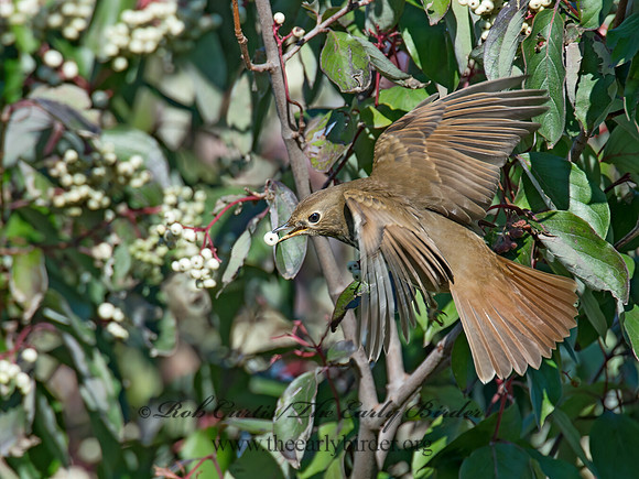 Catharus guttatus  HERMIT THRUSH 9015516z