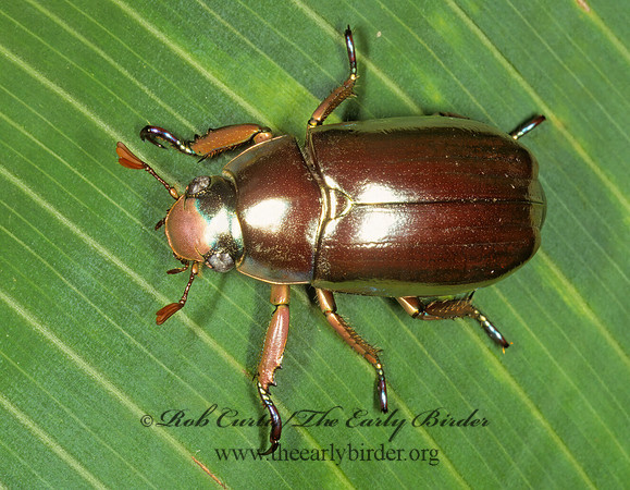 Chrysina chrysargyra 202132z