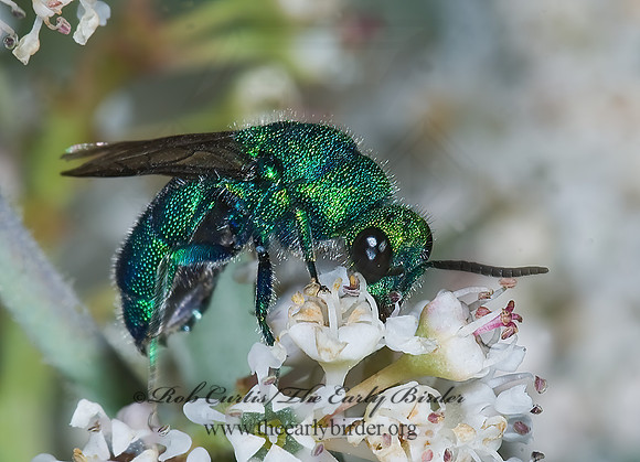 Chrysis coerulans grp 7009887z