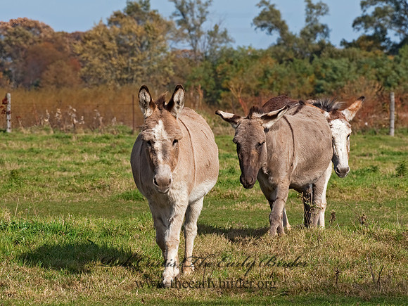 Equus asinus  DONKEY 8024208z