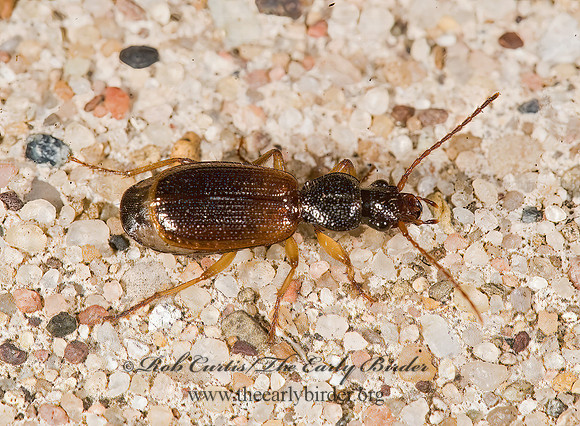 Cymindus neglecta 8008353 z
