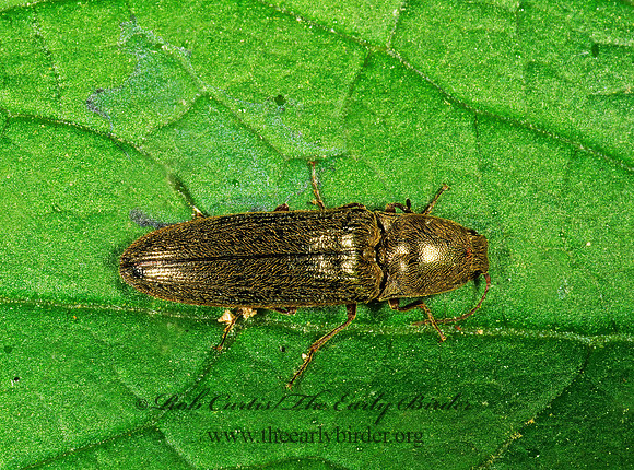 Limonius griseus 1112125z