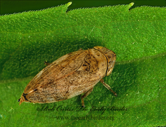 Philaenus spumarius  MEADOW SPITTLEBUG 291108z