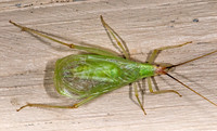 Oecanthus californicus  WESTERN TREE CRICKET 6024359z