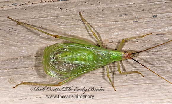 Oecanthus californicus  WESTERN TREE CRICKET 6024359z