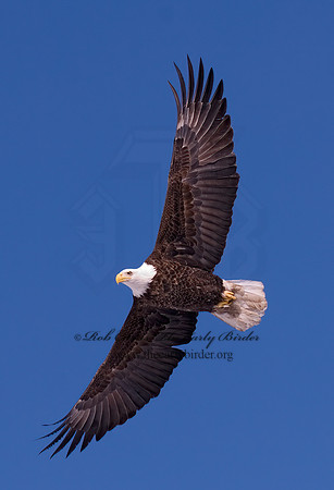 Haliaeetus leucocephalus  BALD EAGLE 6020265z
