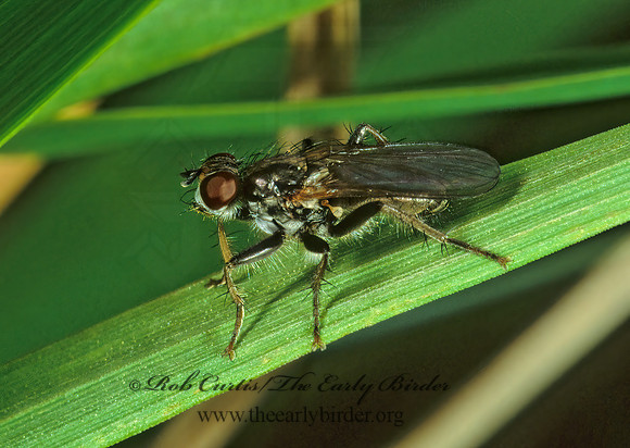 Cordilura  BRISTLY DUNG FLY  238001z