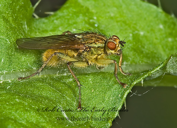 Scathophaga stercoraria  DUNG FLY 5008056z