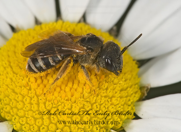 Halictus ligatus  LIGATED FURROW BEE 8004893 F z