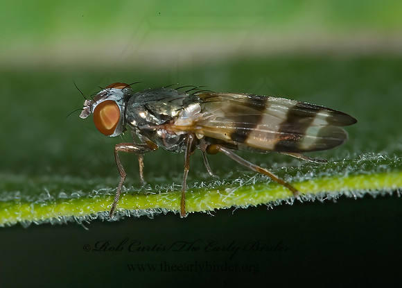 Chaetopsis masyla  PICTURE-WINGED FLY 6015738z
