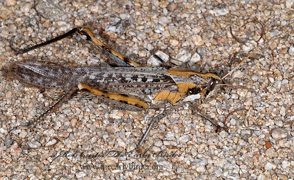 Schistocerca nitens BIRD GRASSHOPPER  6024794z