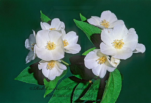 Philadelphus  MOCK ORANGE 266411z
