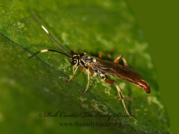 Cratichneumon  BLACK & ORANGE ICHNEUMON 9041285z