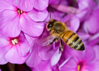 Apis mellifera WESTERN HONEYBEE 5011949z